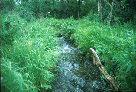 Transect 10 looking upstream