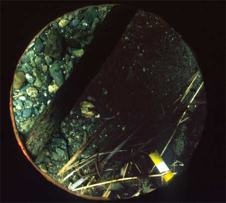Transect 10, point 2.