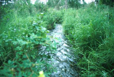 Transect 11 looking downstream