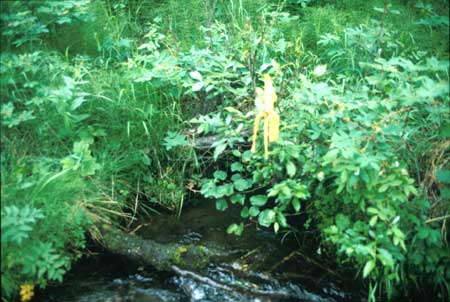 Transect 11 looking at left bank