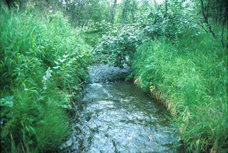 Transect 11 looking upstream
