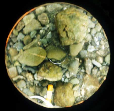 Transect 11, point 1.