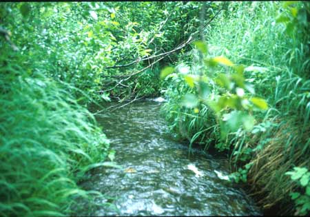 Transect 2 looking downstream