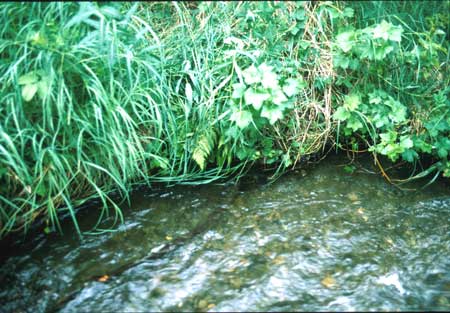 Transect 2 looking at right bank