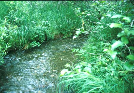 Transect 2 looking upstream