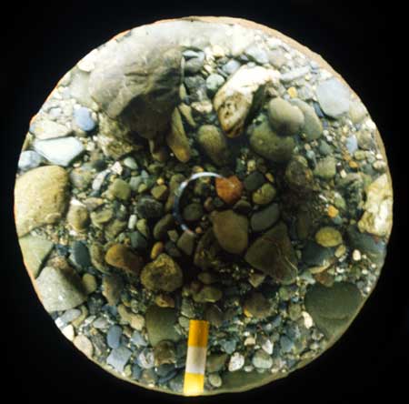 Transect 2, point 1.