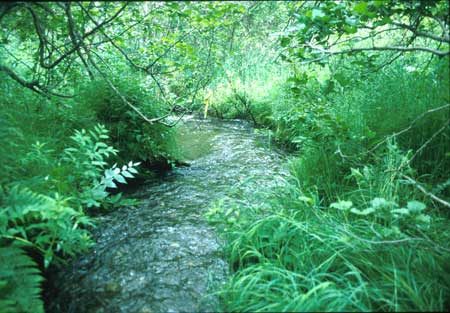 Transect 3 looking downstream