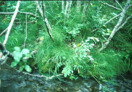 Transect 3 looking at left bank