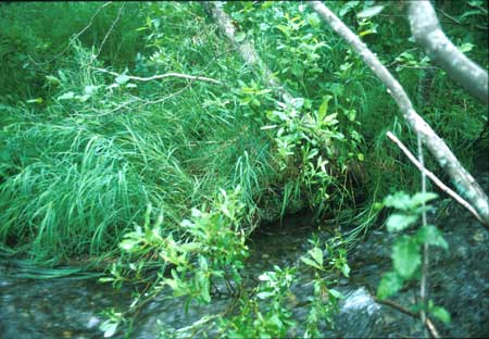 Transect 3 looking at right bank
