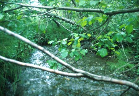Transect 3 looking upstream