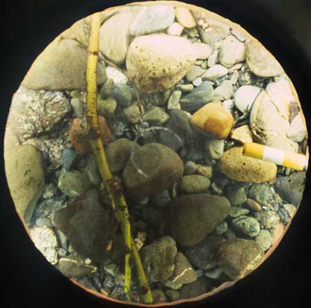 Transect 3, point 2.