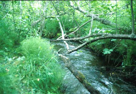 Transect 4 looking downstream