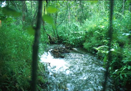 Transect 4 looking upstream