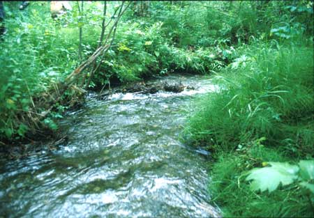 Transect 5 looking downstream