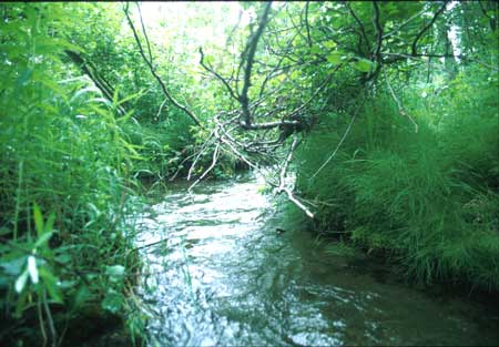 Transect 5 looking upstream