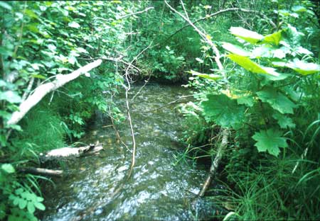 Transect 6 looking downstream