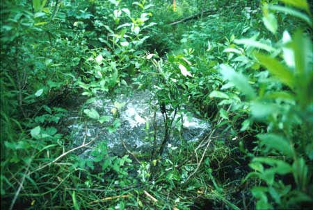 Transect 8 looking downstream