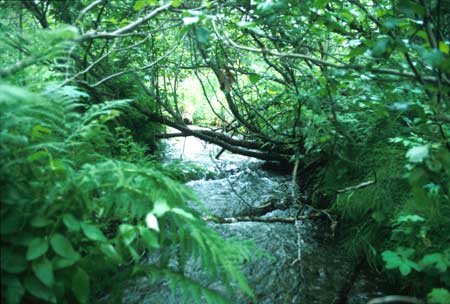 Transect 8 looking upstream
