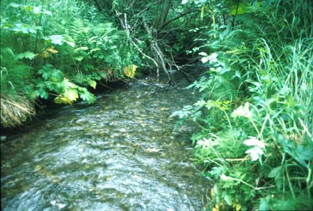 Transect 9 looking downstream