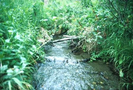 Transect 9 looking upstream