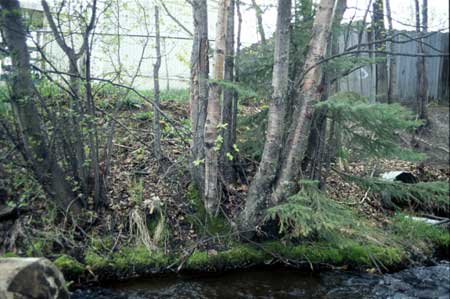 Transect 10 looking at left bank