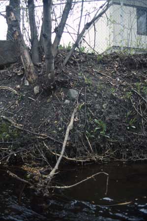 Transect 2 looking at left bank