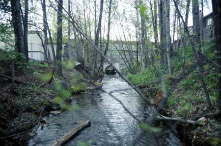 Transect 4 looking downstream