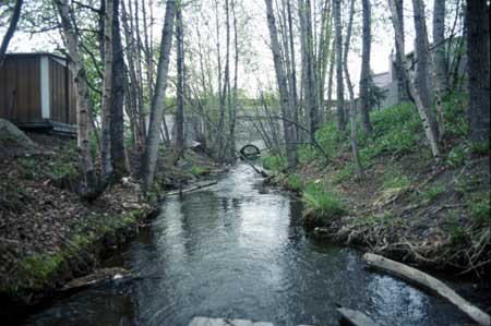 Transect 5 looking downstream