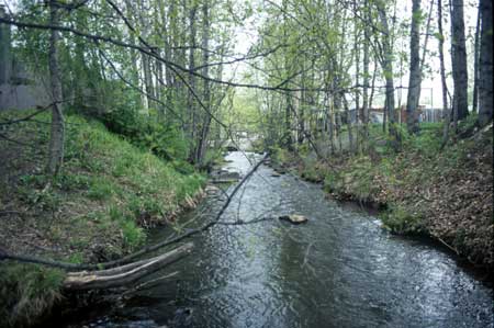 Transect 5 looking upstream