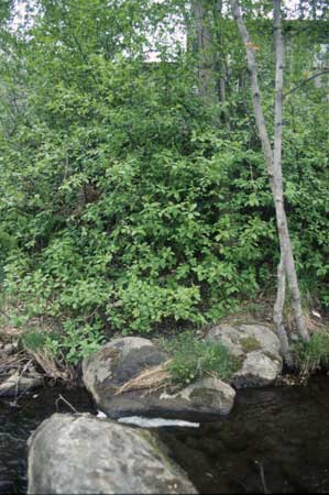 Transect 7 looking at right bank