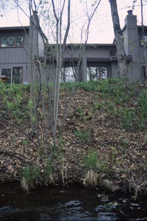 Transect 8 looking at right bank