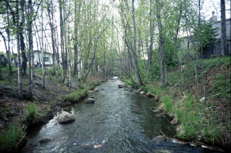 Transect 9 looking downstream