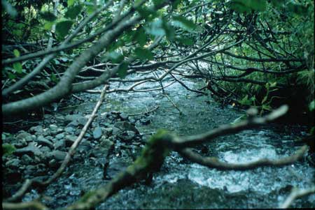 Transect 1 looking downstream
