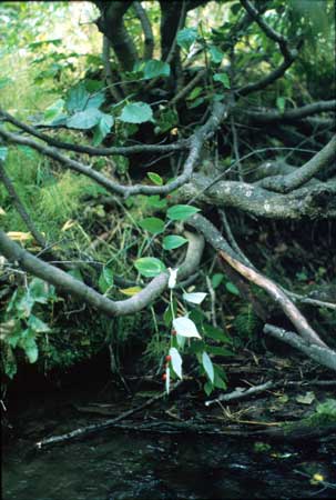 Transect 1 looking at left bank