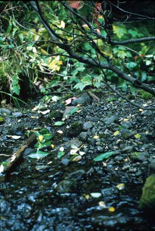 Transect 1 looking at right bank