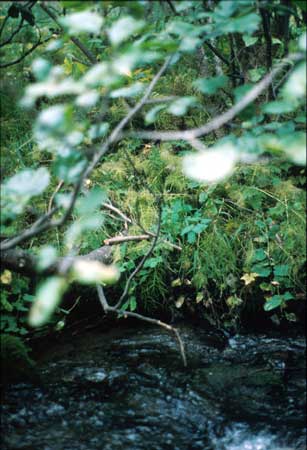 Transect 10 looking at left bank