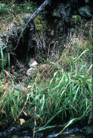 Transect 10 looking at right bank