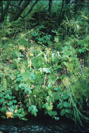Transect 11 looking at left bank