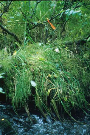 Transect 2 looking at left bank