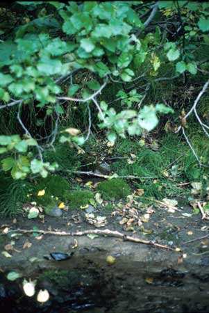 Transect 2 looking at right bank