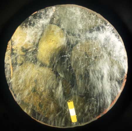 Transect 2, point 2.