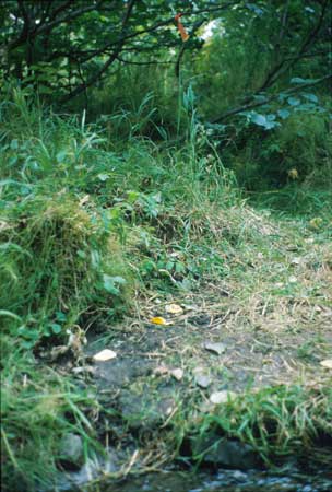 Transect 3 looking at left bank