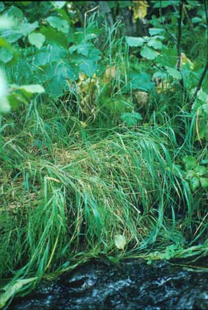 Transect 3 looking at right bank