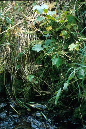 Transect 4 looking at left bank