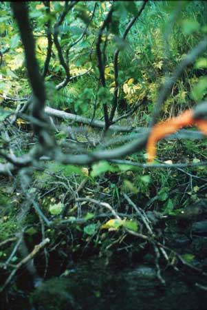 Transect 4 looking at right bank