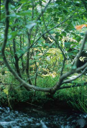 Transect 5 looking at left bank