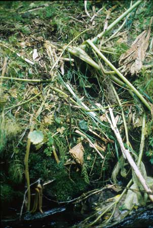 Transect 5 looking at right bank