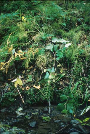 Transect 6 looking at right bank