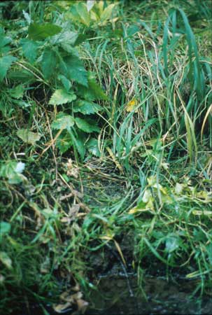 Transect 7 looking at left bank