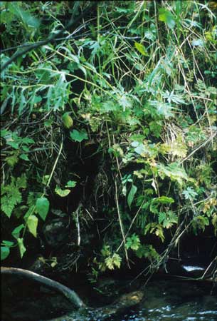 Transect 7 looking at right bank